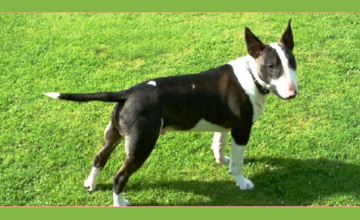 - Learning To Live With An English Bull Terrier from Puppy To Adult